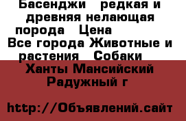 Басенджи - редкая и древняя нелающая порода › Цена ­ 50 000 - Все города Животные и растения » Собаки   . Ханты-Мансийский,Радужный г.